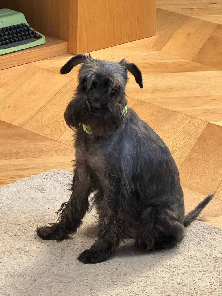 Cane nero seduto su un tappeto osserva verso l'obiettivo per farsi scattare una foto