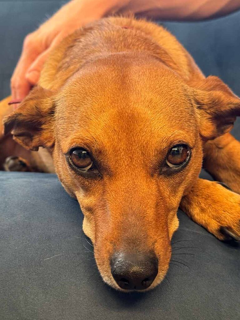 Primo piano del muso di una cagnolina color miele, che sullo sfondo viene accarezzata sulla schiena da una mano di un uomo